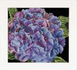 Autumn Collection: Hydrangea