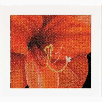 Autumn Collection: Amaryllis