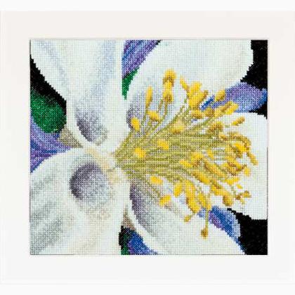 Autumn Collection: Columbine