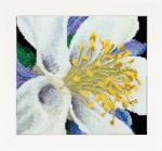 Autumn Collection: Columbine