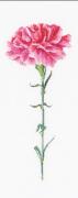 Carnation Pink - White