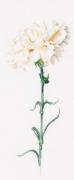 Carnation White