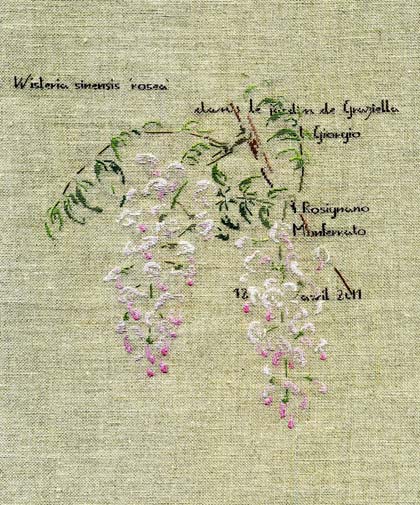 La Glycine de Graziella