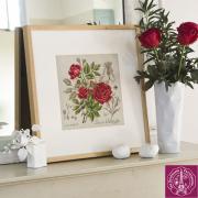 Etude à la rose Duc de Wellington - Linen