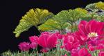 Keukenhof Garden Detail - black