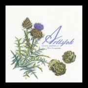 Artichoke - white