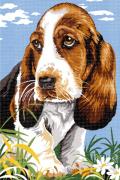Dachshund
