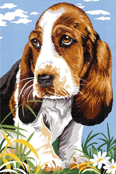 Dachshund