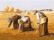 The Gleaners (Millet)