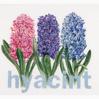 Hyacinth