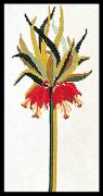 Crown Imperial
