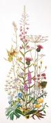 Wild flowers