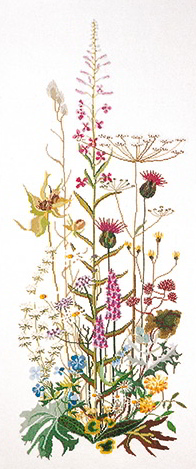 Wild flowers