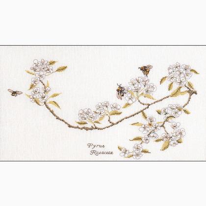 Pear Blossom