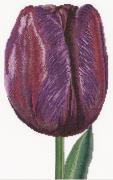 Purple Triumph tulip