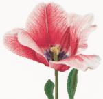 Pink Darwin hybrid tulip