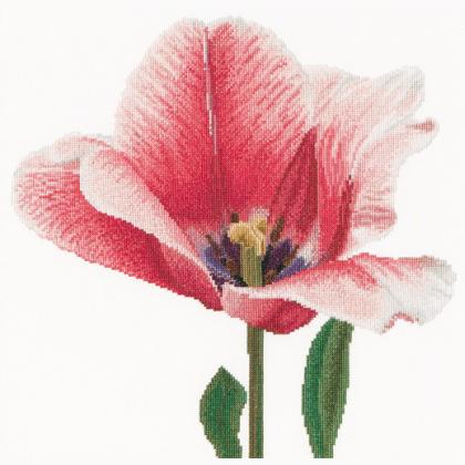 Pink Darwin hybrid tulip