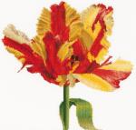 Red/Yellow Parrot tulip