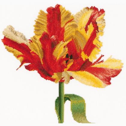 Red/Yellow Parrot tulip