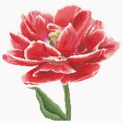 Red/White edged Early double tulip