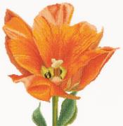Orange Triumph tulip