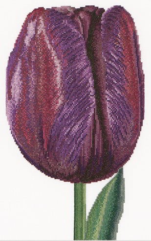 Purple Triumph tulip