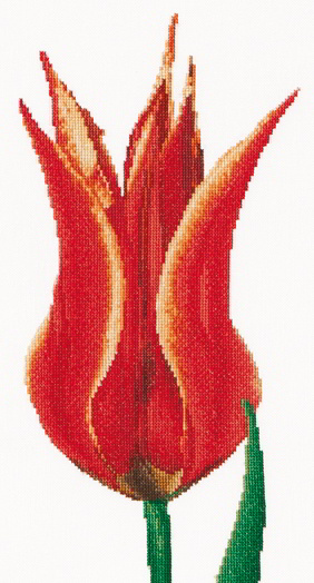 Red/Yellow Lily flowering tulip