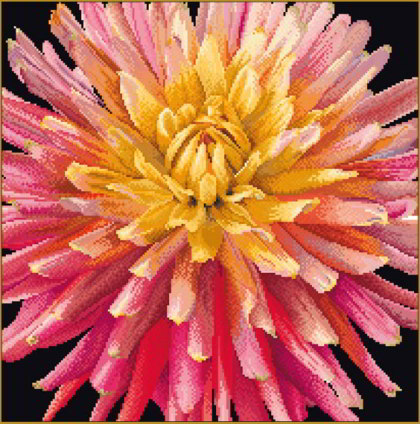 Dahlia - black