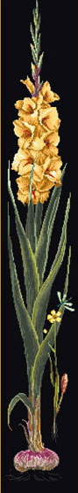 Gladioli Yellow - Black