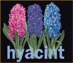 Hyacinth - black