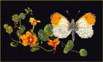 Butterfly-Nasturtium - black