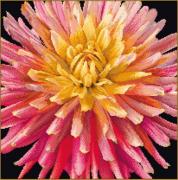Dahlia - black
