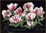 Rembrandt Tulips - black