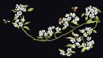Pear Blossom - Black