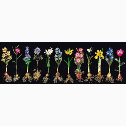 Bulbs (Flowers Study) - Black