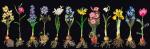 Bulbs (Flowers Study) - Black