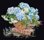 Blue Hydrangea - Black
