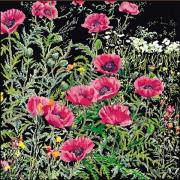 Pink Poppies - Black