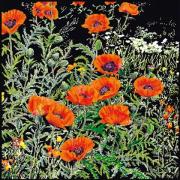 Orange Poppies - Black