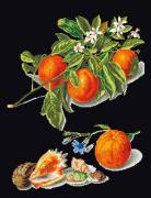 Oranges & Mandarins - Black