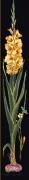 Gladioli Yellow - Black