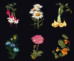 Six Floral Studies - Black