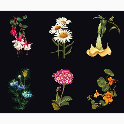 Six Floral Studies - Black