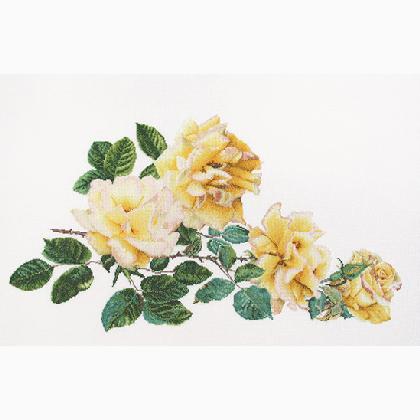 Peace Rose - Aida - White