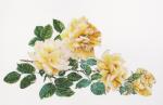 Peace Rose - Aida - White