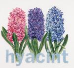 Hyacinth - Aida