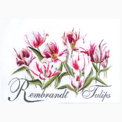 Rembrandt Tulips - Aida