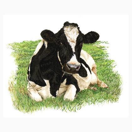 Fresian Cow - Aida