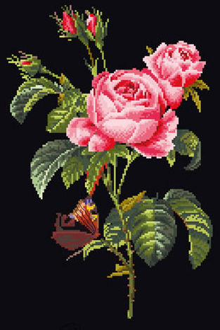 Rose Redouté - Black