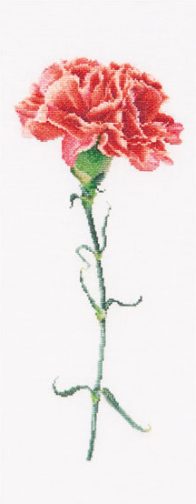 Carnation Red - White - Aida